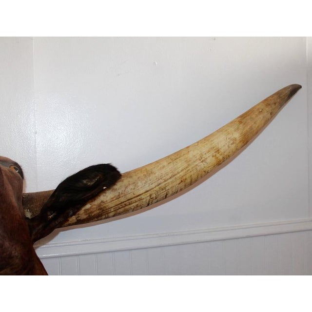 Mid 20th Century Texas Longhorn Mounted Bull For Sale In Los Angeles - Image 6 of 9