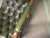 Wood Vintage Chesterfield Easy Chair, 1960 For Sale - Image 7 of 8
