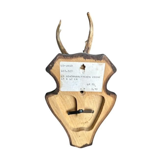 1980s 1980s Roe Deer Trophy #4 Black Forest Antlers Taxidermy For Sale - Image 5 of 5