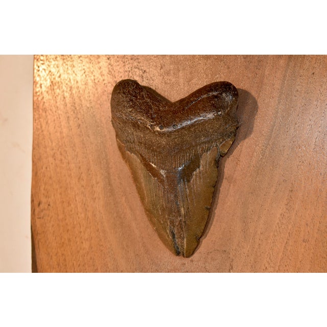 Megladon Teeth Mounted on Pecky Cypress Board For Sale In Greensboro - Image 6 of 8