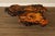 The Burlwood Co. Star Dust Redwood Burl Live Edge Coffee Table For Sale - Image 17 of 18