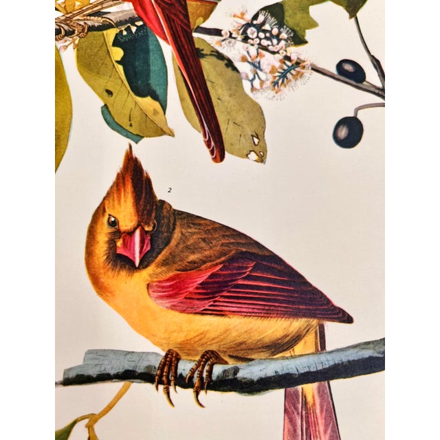 1960s 1964 Audubon Folio Lithograph Great Bird Paintings – “Cardinal Grosbeak” 17x14 For Sale - Image 5 of 5