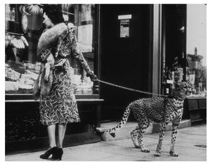 'Cheetah Who Shops' Unframed Archival Pigment Print
