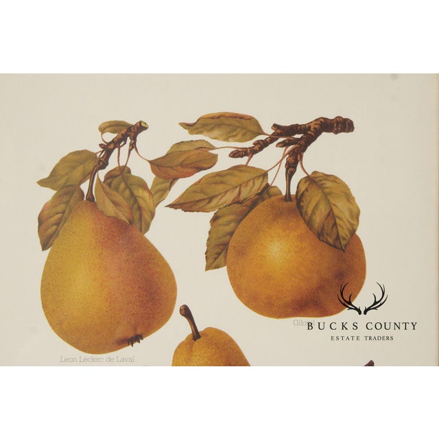 Orange Chelsea House Decorative Pair of Pear Prints For Sale - Image 8 of 12