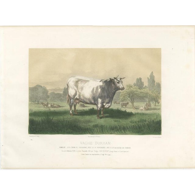 Emilie, Durham Shorthorn Cow of Corbon, 1873, Paper For Sale - Image 3 of 12