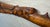Large Antique 1800's Chinese Foo Dog Carved Wood Folk Art Walking Stick Cane For Sale - Image 13 of 18