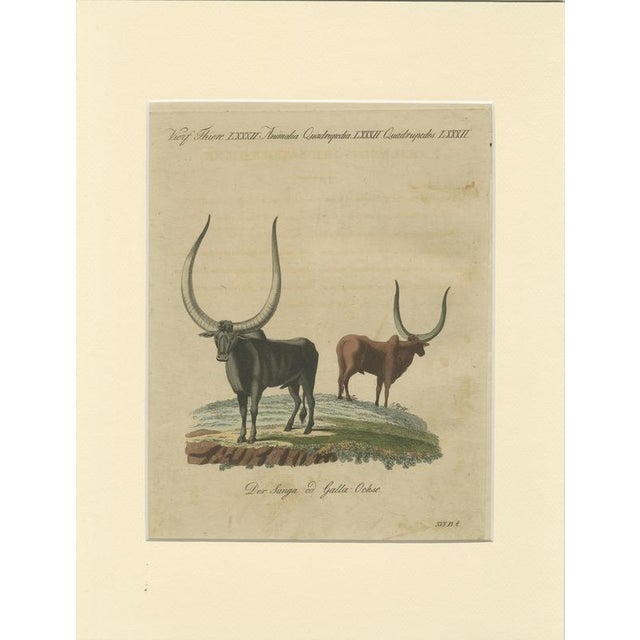 Bertuch, African Sanga Longhorn Cattle, 1810, Engraving For Sale - Image 9 of 9