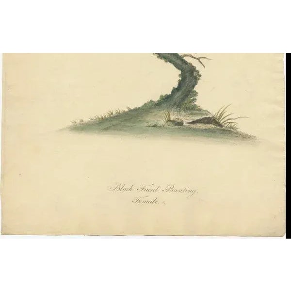 Late 18th Century Hayes, Female Black-Faced Bunting, 1794, Print For Sale - Image 5 of 7