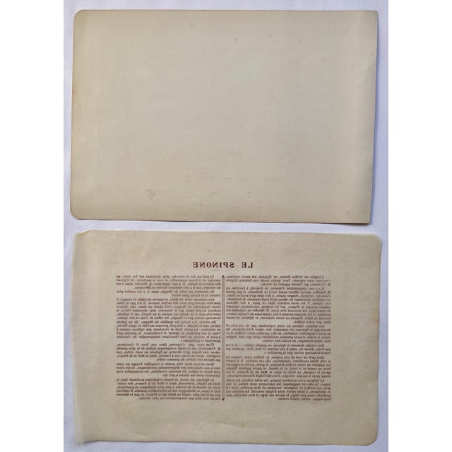 Illustration 1907 French Photogravure Print of “Le Spinone” Hunting Dog - For Sale - Image 3 of 3