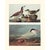 1966 Vintage Cottage Print "Ruddy Duck & Royal Tern" After John James Audubon For Sale In Dallas - Image 6 of 8