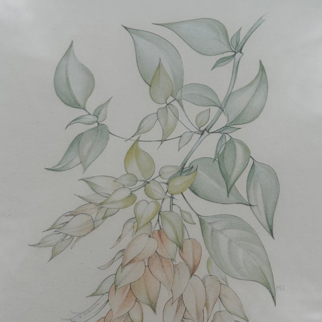 Paper Margot Weemaes 1981 Beloperone Guttata Botanical Portfolio Print For Sale - Image 7 of 11