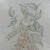 Paper Margot Weemaes 1981 Beloperone Guttata Botanical Portfolio Print For Sale - Image 7 of 11