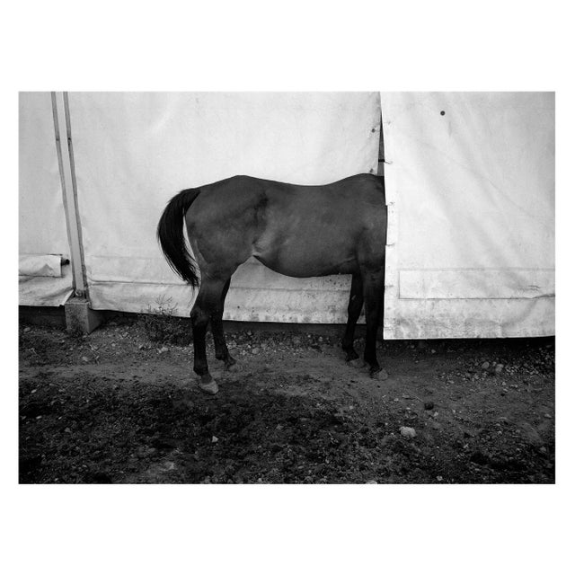 Gosha Pavlenko, Black & White Horse Print, 21st-Century For Sale
