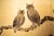 Wood "Owl Family" by Shunko, Late Showa Painted Japanese Byobu Screen For Sale - Image 7 of 18