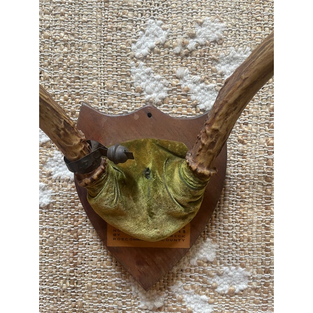 1948 Wall Hanging Vintage Antler Wall Hanging Plaque Mount With Velvet For Sale - Image 11 of 11