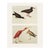 1966 Vintage Cottage Print "Scarlet Ibis & Black Oystercatcher" After John James Audubon For Sale