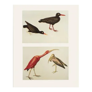 1966 Vintage Cottage Print "Scarlet Ibis & Black Oystercatcher" After John James Audubon