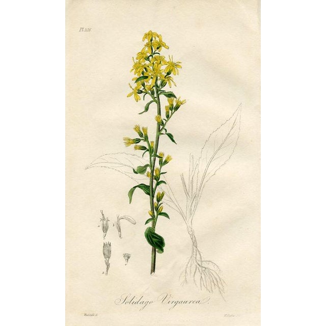 Original hand-colored botanical print from “Medical Botany”, a medical reference published in England in the early 1800s....