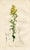 Original hand-colored botanical print from “Medical Botany”, a medical reference published in England in the early 1800s....