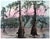 Beautiful etching in stunning colors of Cypress trees by Maurice Bonin (American, 20th Century). Titled "Autumn Cypress"...