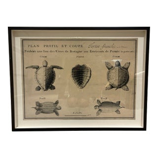 Natural Curiosities Large French 1765 Sea Turtle Natural History Study Reproduction Print, Framed For Sale