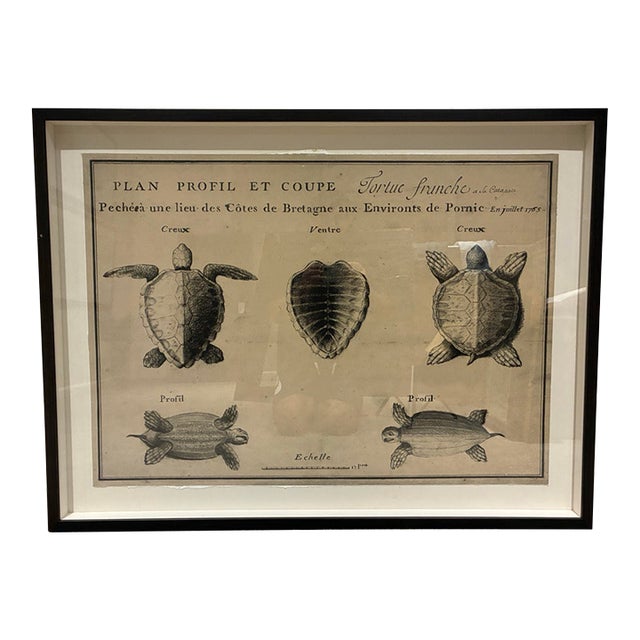 Natural Curiosities Large French 1765 Sea Turtle Natural History Study Reproduction Print, Framed For Sale