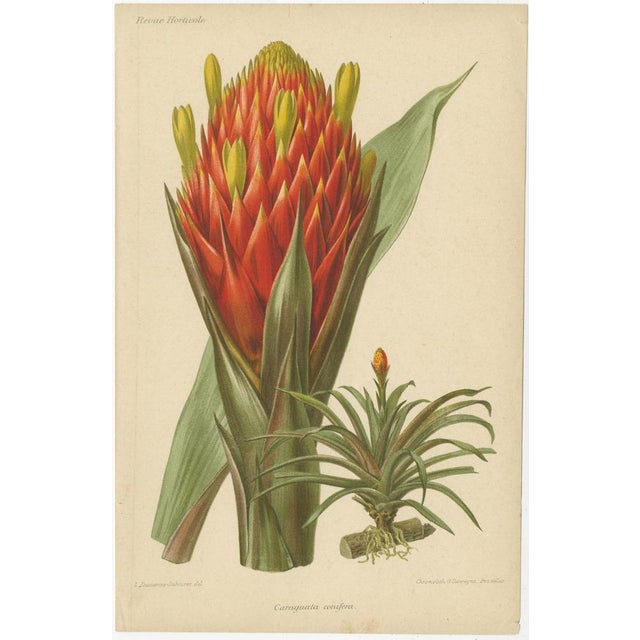 Vintage Botanical Illustrations from Revue Horticole, 1855, Set of 8 For Sale - Image 6 of 10