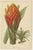 Vintage Botanical Illustrations from Revue Horticole, 1855, Set of 8 For Sale - Image 6 of 10