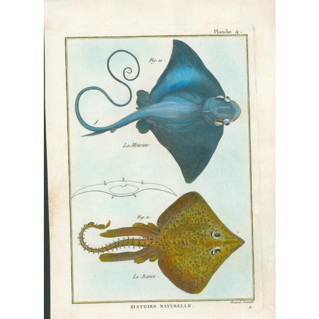 Original antique French natural-history fish plate, Planche 4, depicting two rays identified as La Mourine and La Ronce....