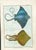 Original antique French natural-history fish plate, Planche 4, depicting two rays identified as La Mourine and La Ronce....