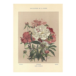 1903 Antique French Botanical Chromolithograph- Peony- Documentation For Sale