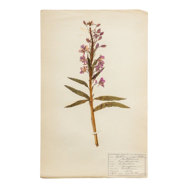 Antique Swedish Herbarium - Fireweed, Circa 1909 For Sale