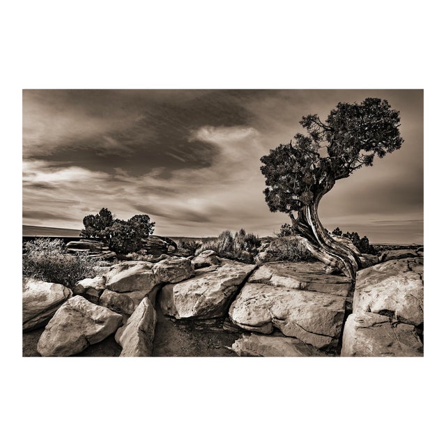 42" Signed, Limited Edition Photographic Print by Glenn Daidone / Desertscape / Landscape / Black and White / Defiant Tree For Sale
