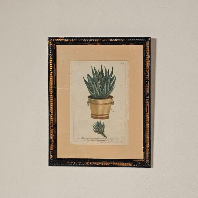 Set of Four Botanicals, 19th Century or Earlier For Sale - Image 11 of 18