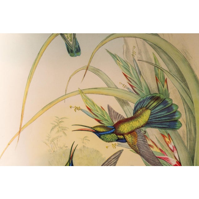 Set of 4 1946 John Gould Hummingbird Lithograph | Vintage Bird Print | i.b. Fischer Co. | 16 X 20 | Botanical Wall Art For Sale - Image 17 of 17