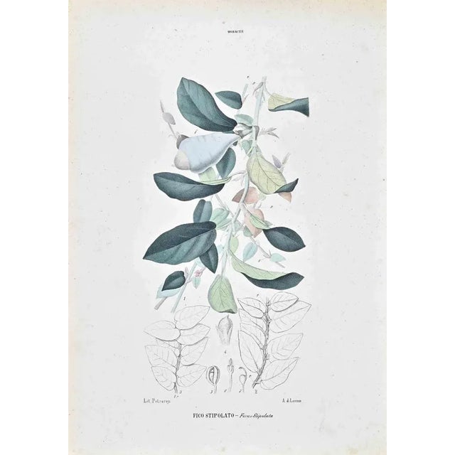 Lithograph hand watercolored. Plate from Series "Atlante di Botanica popolare ossia Illustrazione di Piante Notevoli di...