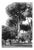 Paul Cooklin, Umbrella Pines, Edition of 50 For Sale