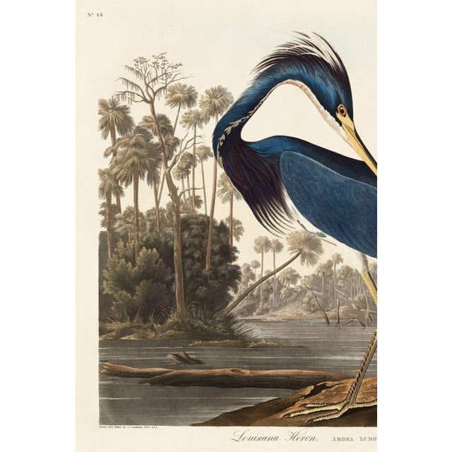 Louisiana Heron by John James Audubon, vintage bird illustration from Birds of America (1827), etched by William Home...