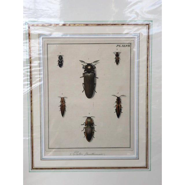 18th Century Hand-Colored Entomology Art Print For Sale - Image 10 of 13