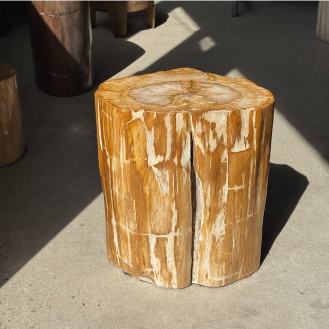 Oval Side Table in Petrified Wood, 1980s For Sale - Image 12 of 18