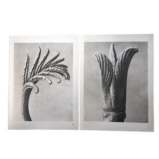 Vintage Botanical Photogravures-Karl Blossfeldt-A Pair For Sale
