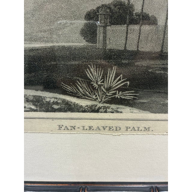 Grand Tour Natural Curiosities “Fan-Leaved Palm” After William Daniell 1807 Framed Print For Sale - Image 3 of 8