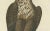 The Young Bald Eagle, 1770s, Paper For Sale - Image 5 of 9