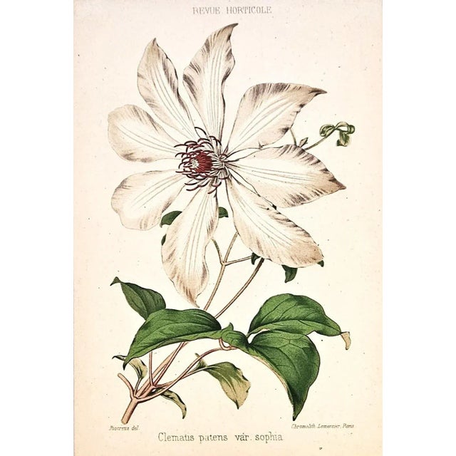 French Rare Pair-C1860 Antique French Botanical Chromolithographs, Matted For Sale - Image 3 of 5
