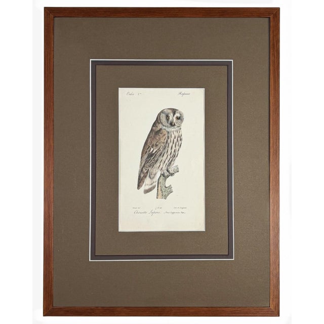 English 1828 French Raptor Gallery by Jean-Charles Werner | Set of 6 Hand-Colored Lithographs, Framed For Sale - Image 3 of 12