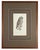 English 1828 French Raptor Gallery by Jean-Charles Werner | Set of 6 Hand-Colored Lithographs, Framed For Sale - Image 3 of 12