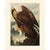 Paper 1966 Vintage American Classical Print "Golden Eagle" After John James Audubon For Sale - Image 7 of 9