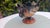 Art Deco Glass Cake Stand from United Glassware STS Abel, 1930s For Sale - Image 4 of 8