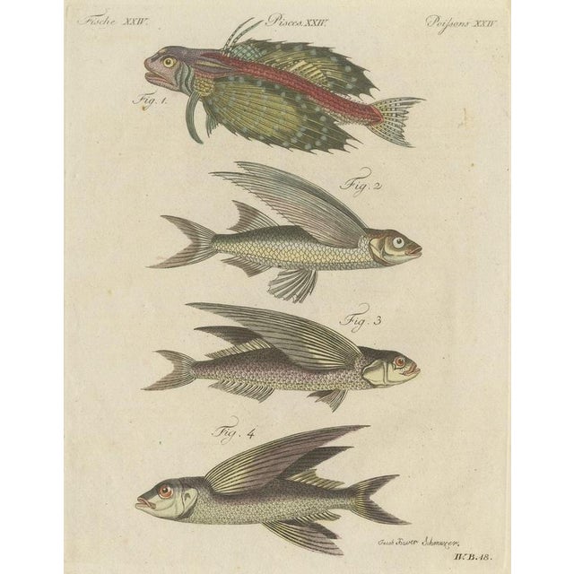Bertuch, Flying Fish with a Flying Gurnard, 1805, Print For Sale - Image 12 of 12