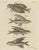Bertuch, Flying Fish with a Flying Gurnard, 1805, Print For Sale - Image 12 of 12